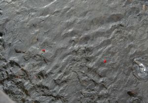 Kura'ya sahip çıktılar